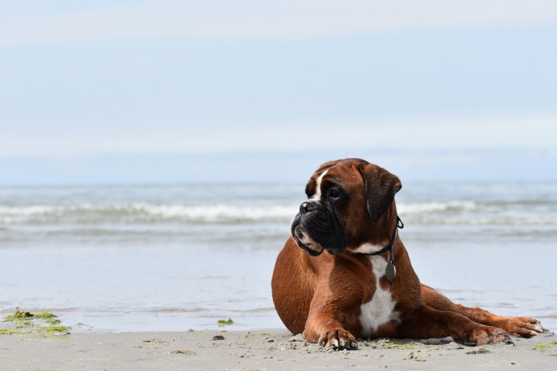 A boxer laying on a sunny beach