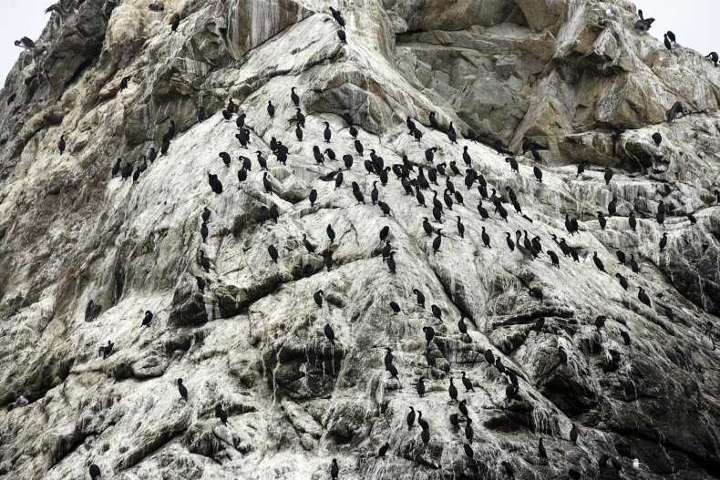 Cannibalistic house mice destroying the California island ecosystem Island