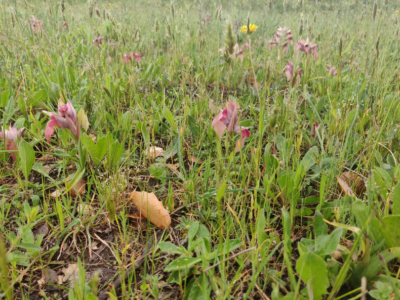Rare orchid Serapias Neglecta in Corsica