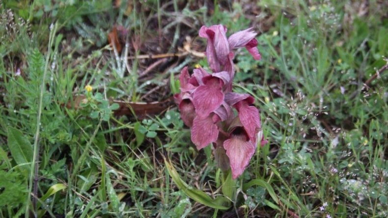 Rare orchid Serapias neglecta on Corsica