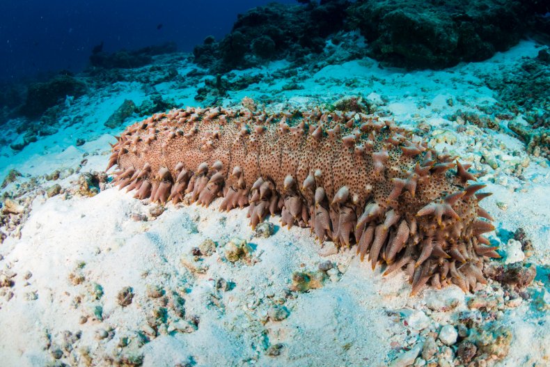 sea cucumber at the bottom of the sea