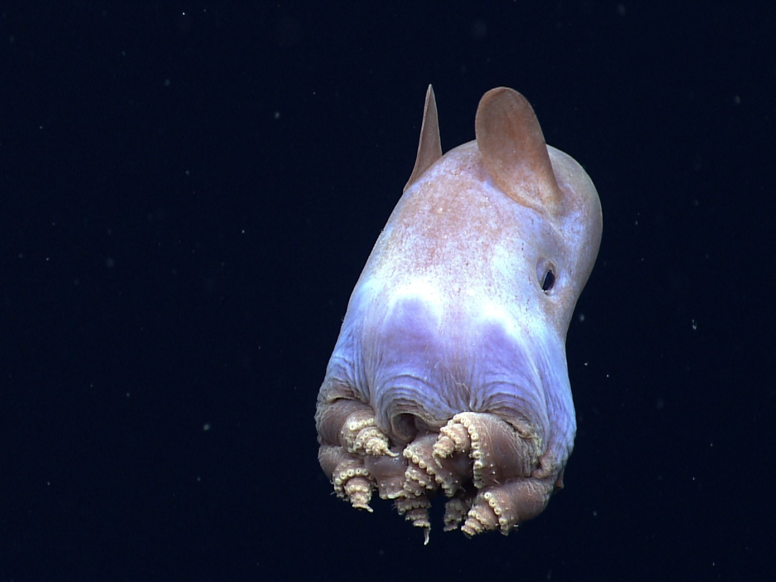 Mystery Octopuses That Look like Dumbo Found Living Deep Beneath the Sea