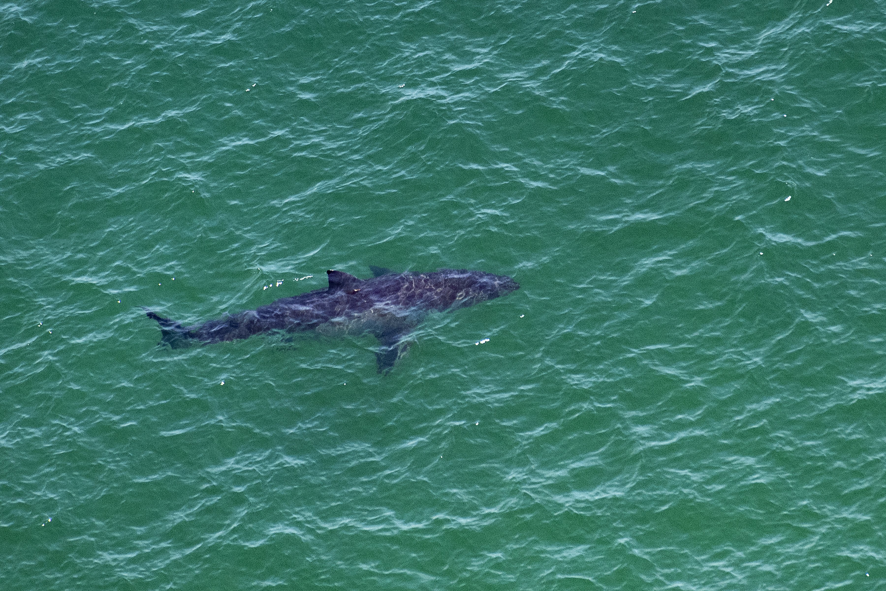 I Found a Pond Infested with Sharks! 