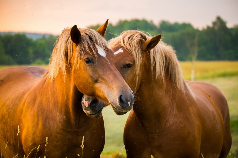 Due cavalli si godono l'alba