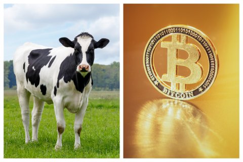 cow next to image of bitcoin