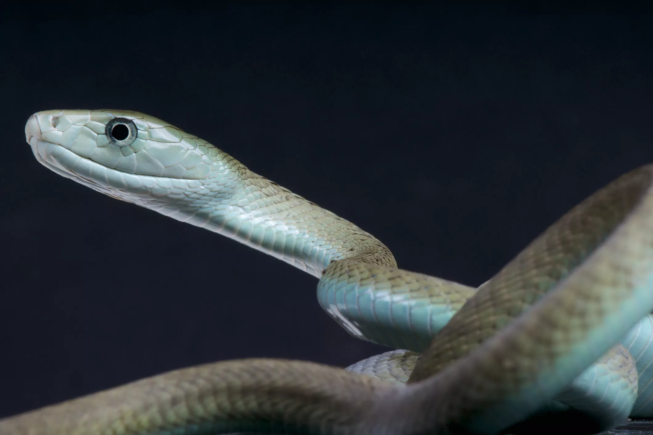 Black Mamba Kills Man's Wife, Daughter and Nephew in Single Attack - Vimarsana News