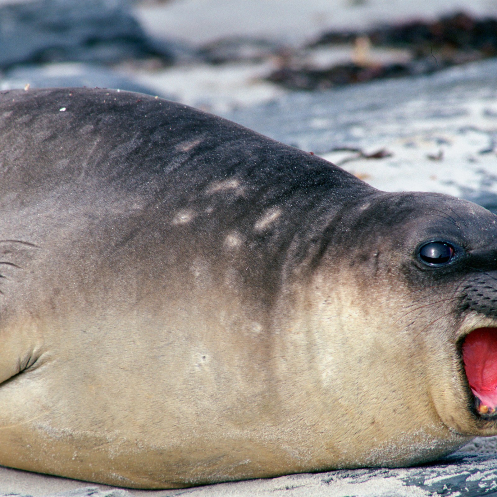 Fact Check: Did Elephant Seal Appear on Florida Street After Hurricane Ian?
