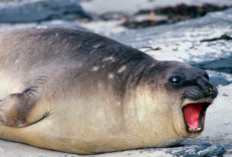 Elephant Seal with mouth open 