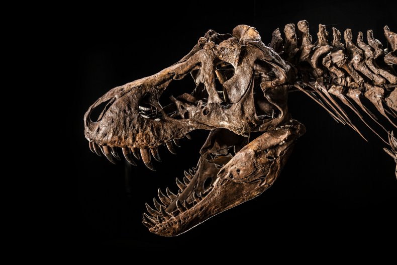 shen the t.rex skull