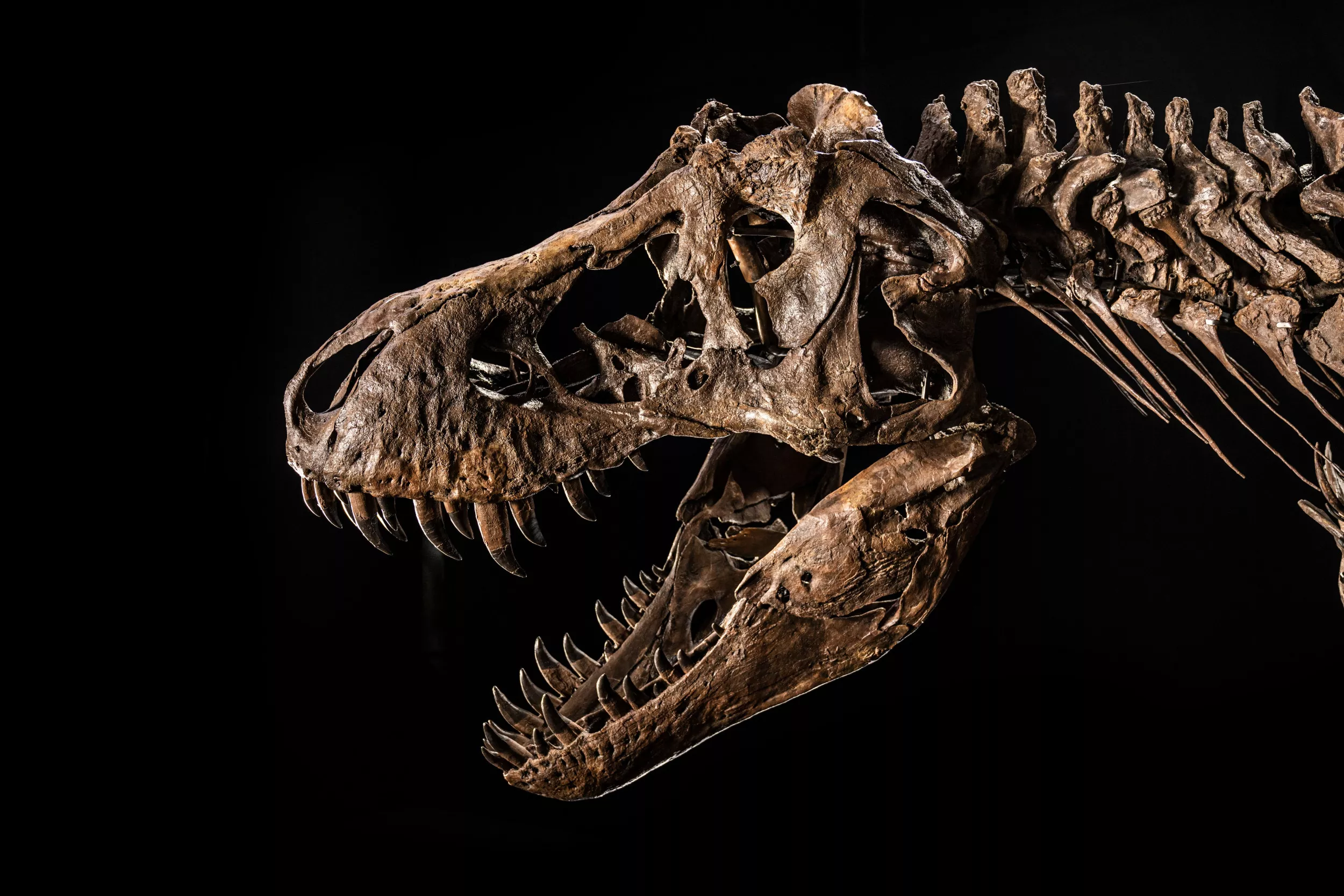 Another T. Rex Is Being Auctioned, Horrifying Scientists Again - Vimarsana News