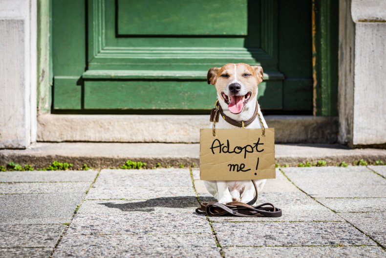 Jack Russell dog with cardboard sign