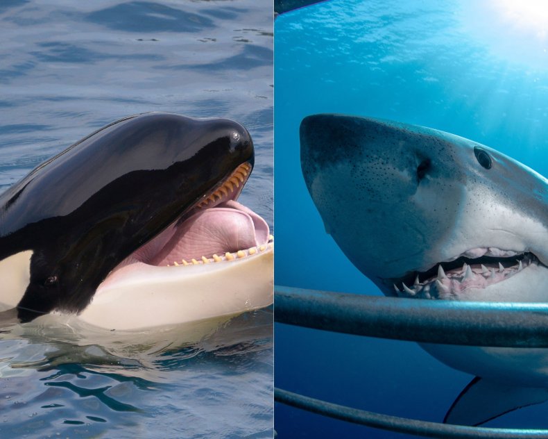 An orca side by side a sharl