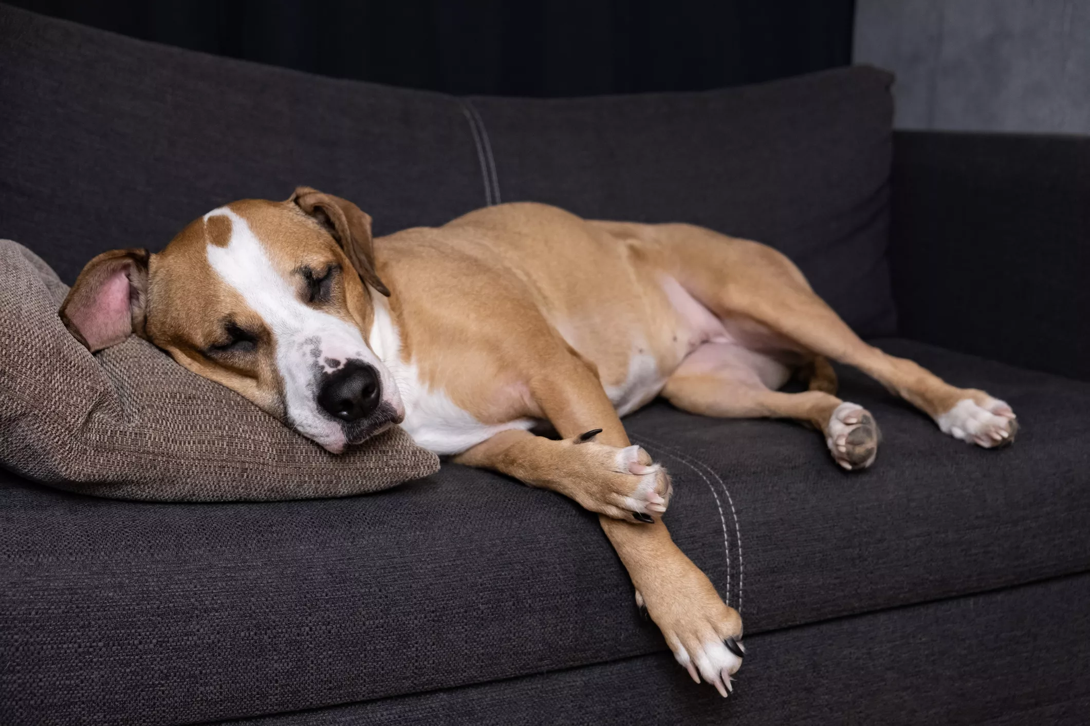 Sleeping Dog Making Car Sounds While Dreaming Delights the Internet - Vimarsana News