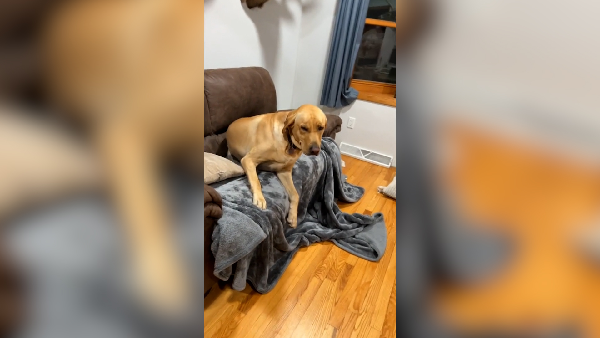 Can Dogs Get High Off Catnip