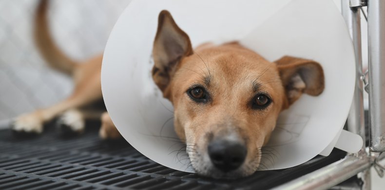 File photo of a dog wearing a cone.