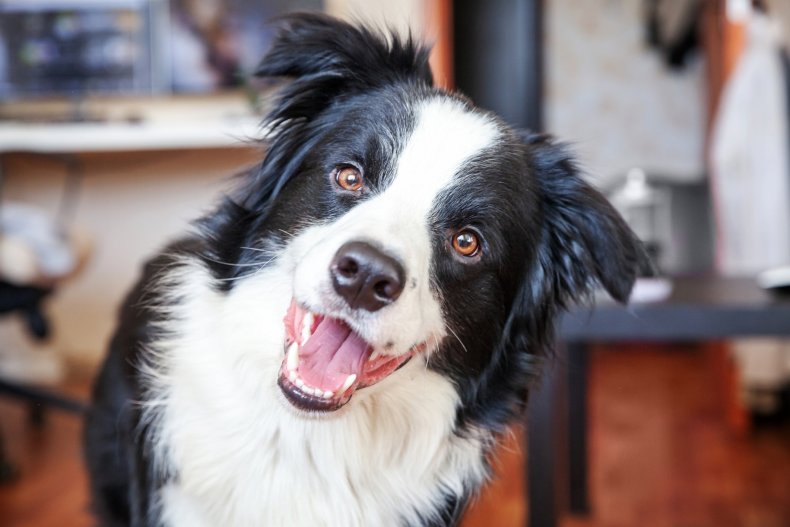 Border collie with head tilted to right