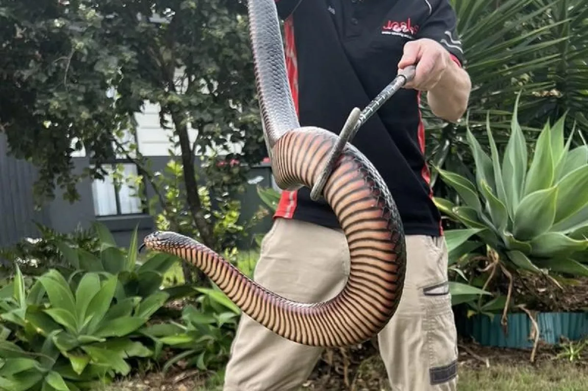Huge Venomous Snake Found on Homeowner's Windowsill: 'Absolute Weapon' - Vimarsana News