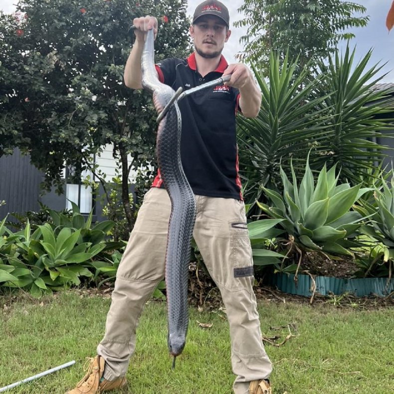 Huge poisonous snake found on homeowner's windowsill: "Absolute Weapon" Black red-bellied snake