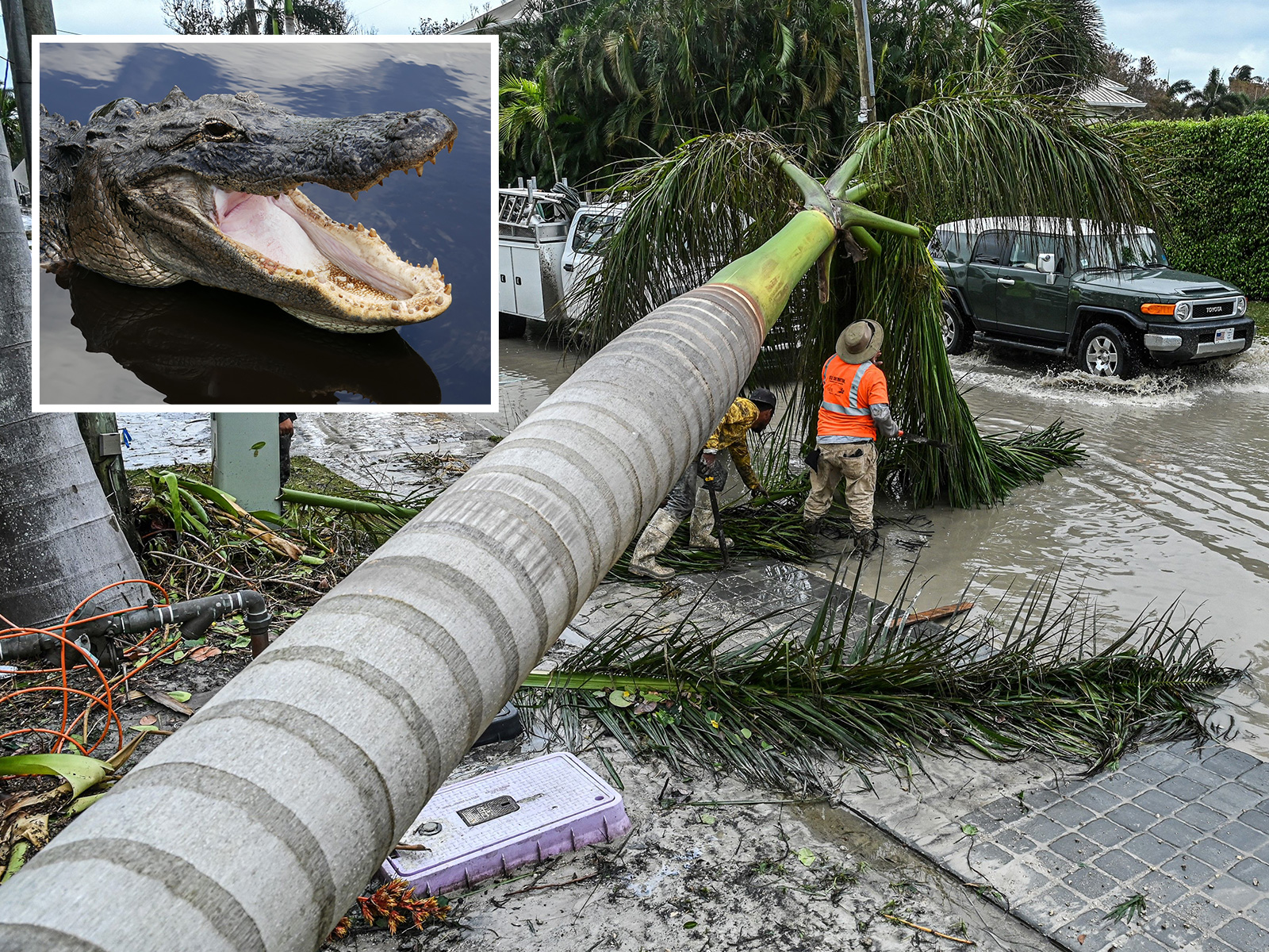 Fact Check Did An Alligator Break Into A House During Hurricane Ian 