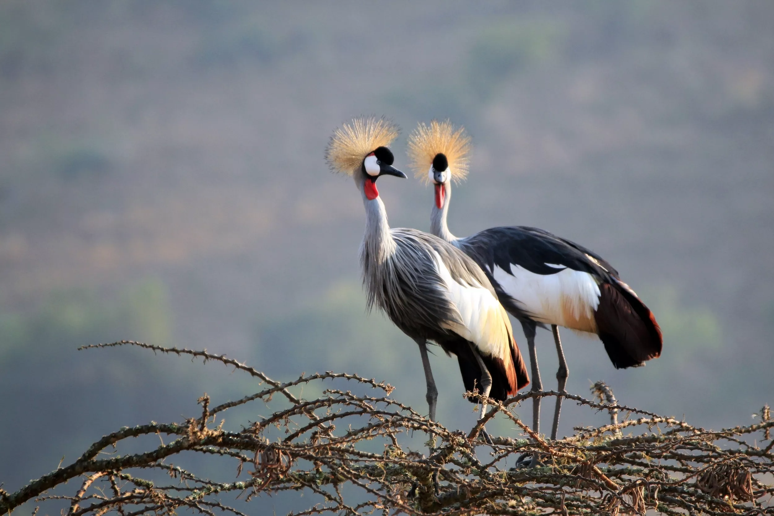 Florida Cranes Pictured Sheltering From Hurricane in 'Nice Safe Bathroom' - Vimarsana News