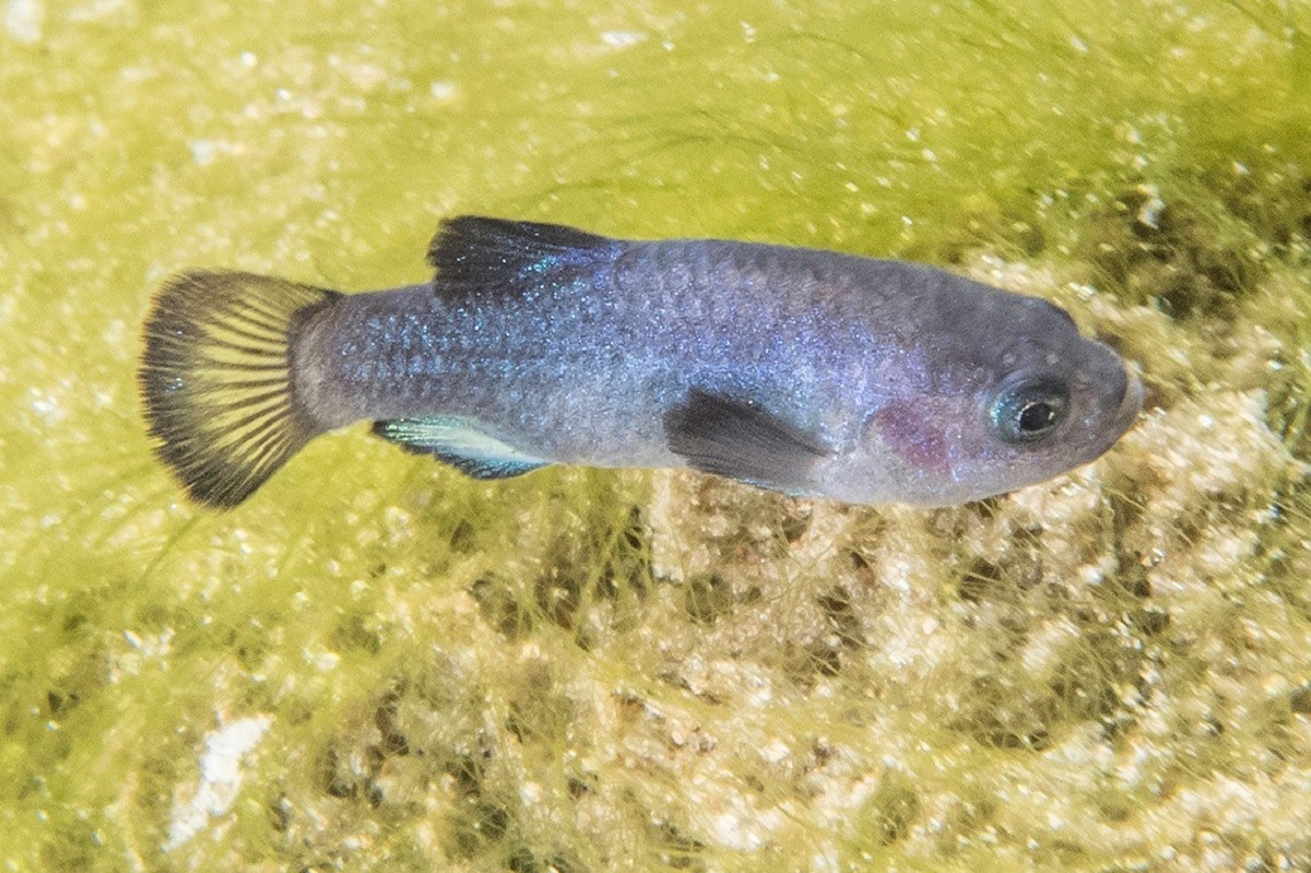 Earthquake Reveals Hundreds of Extremely Rare Fish in Nevada Cave