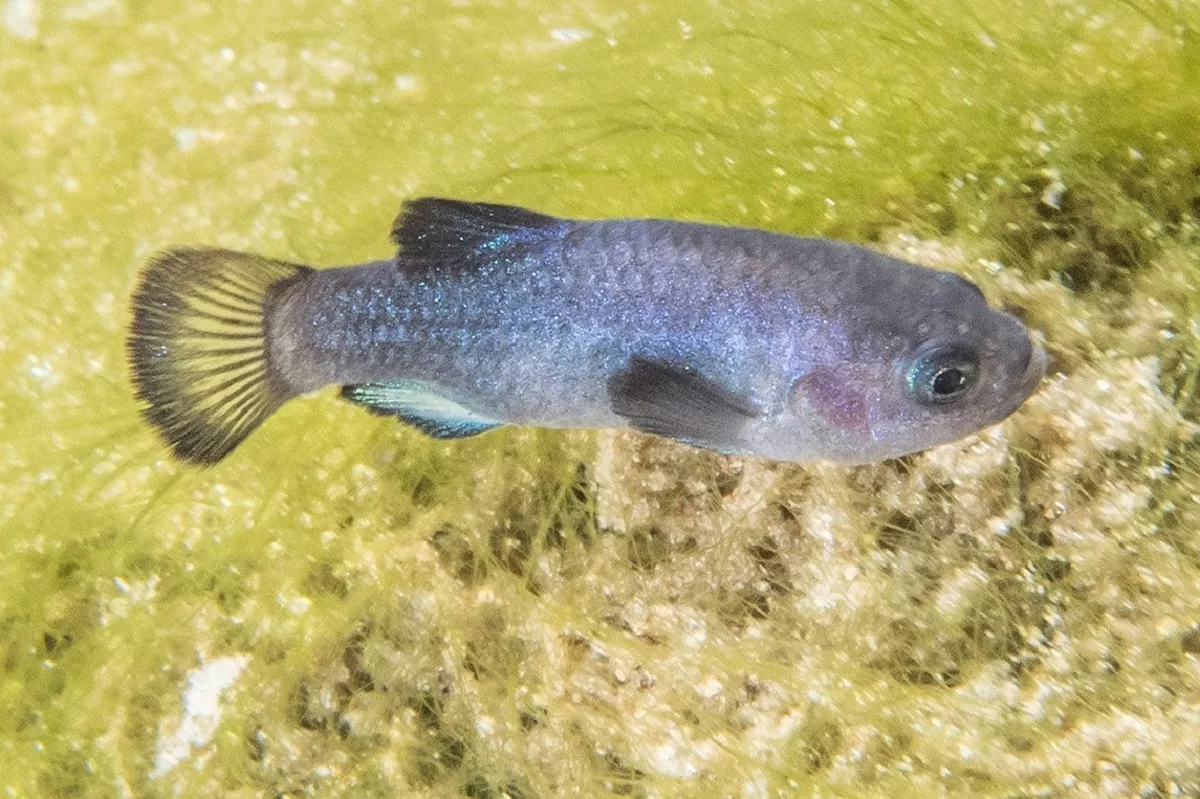 Earthquake Reveals Hundreds of Extremely Rare Fish in Nevada Cave - Vimarsana News