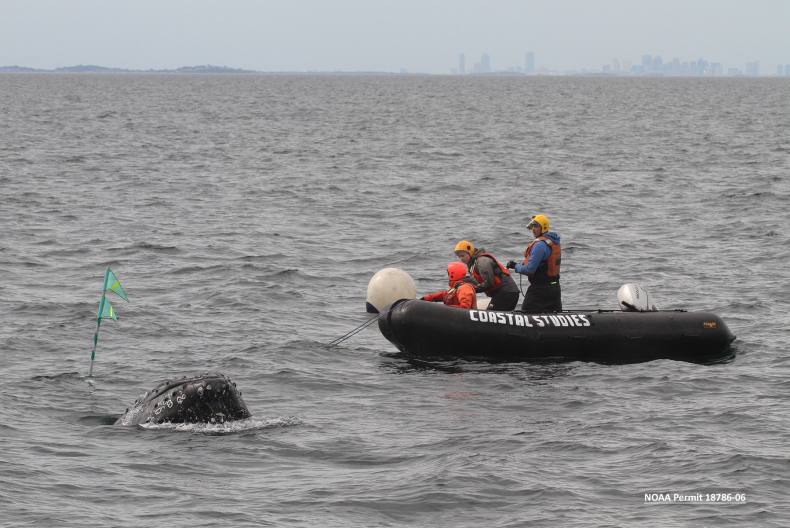 Tangled humpback whale is rescued 