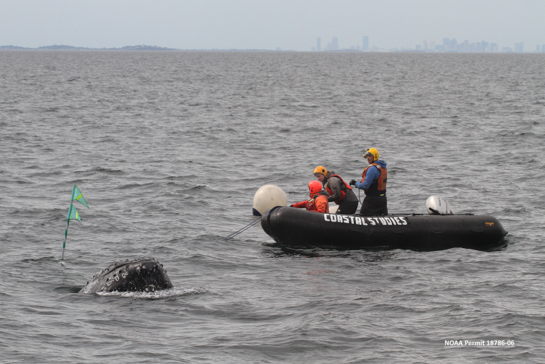 Tangled humpback whale is rescued