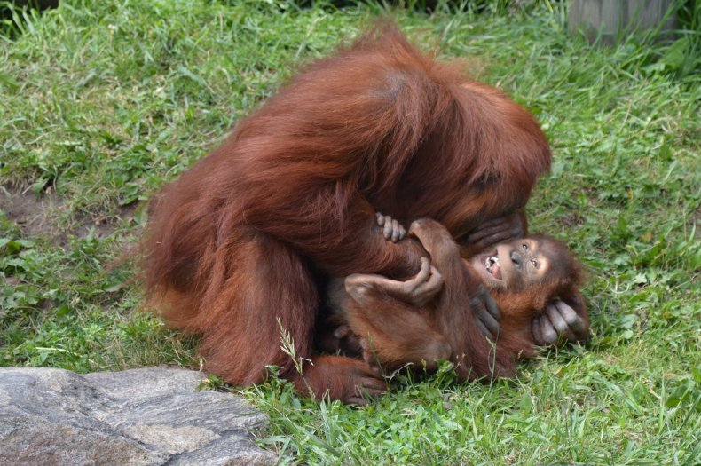 Orangutan mother tickling the baby