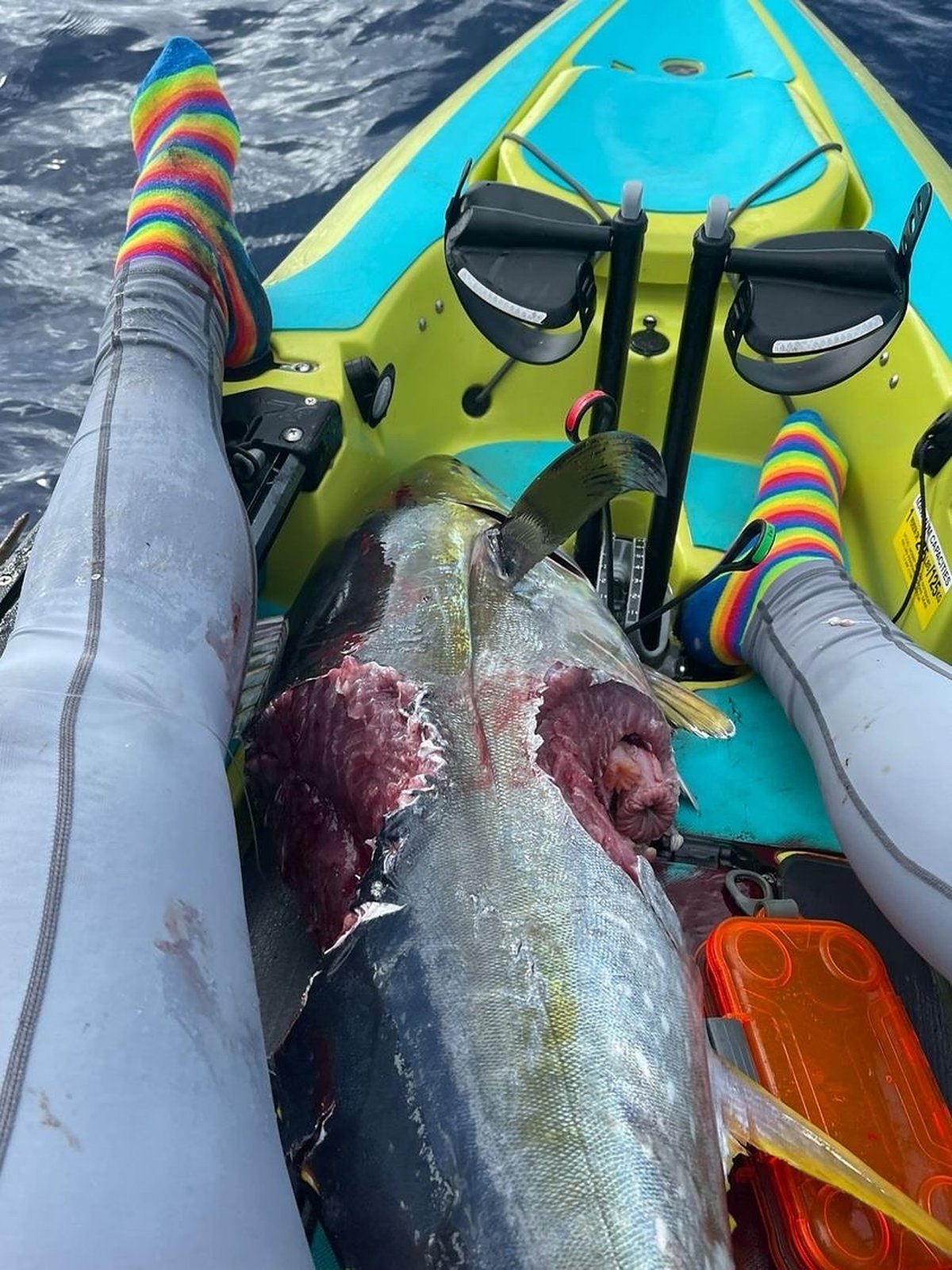 Tuna fish bitten by sharks on kayak