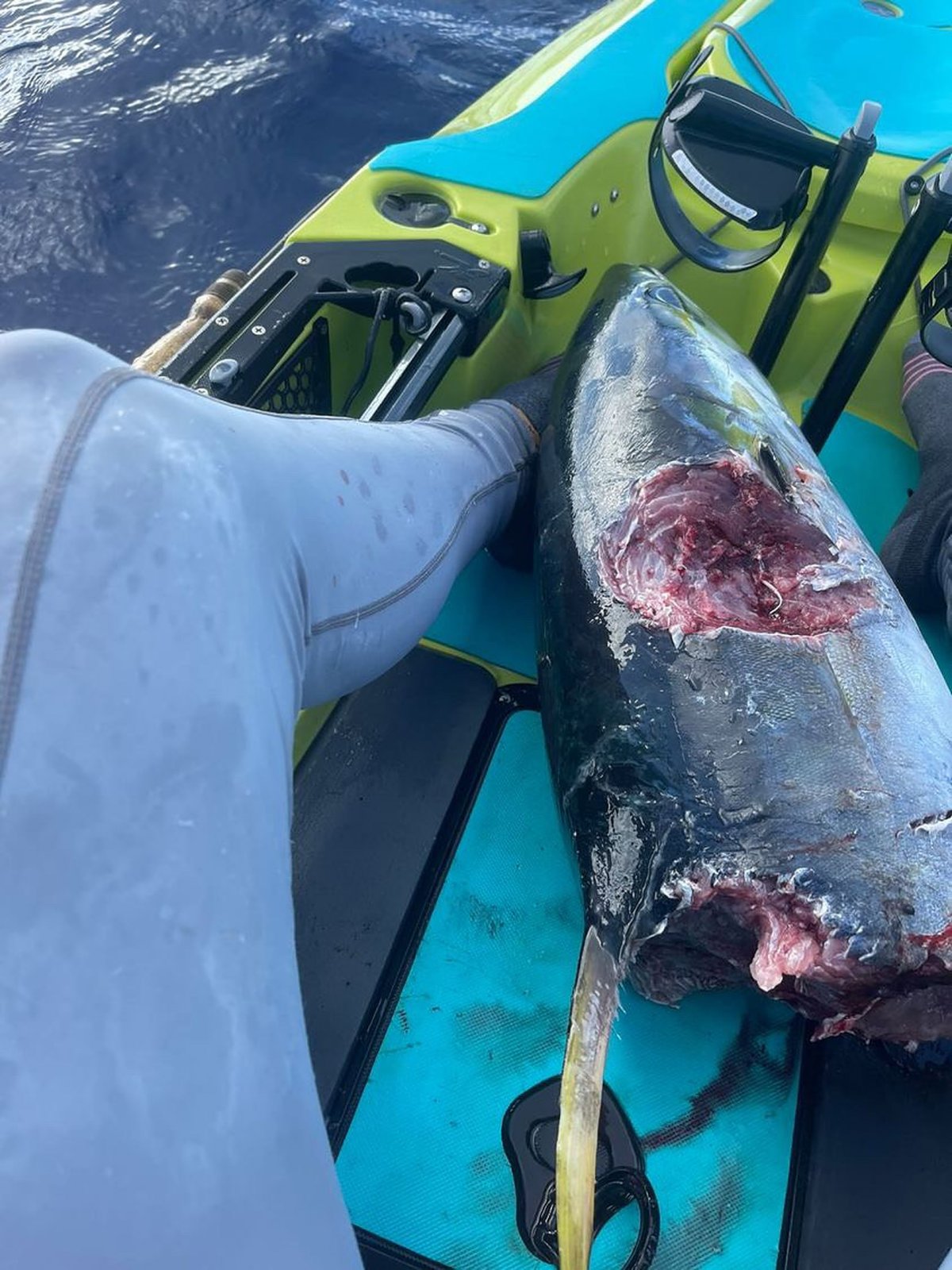 Tuna fish caught on second day