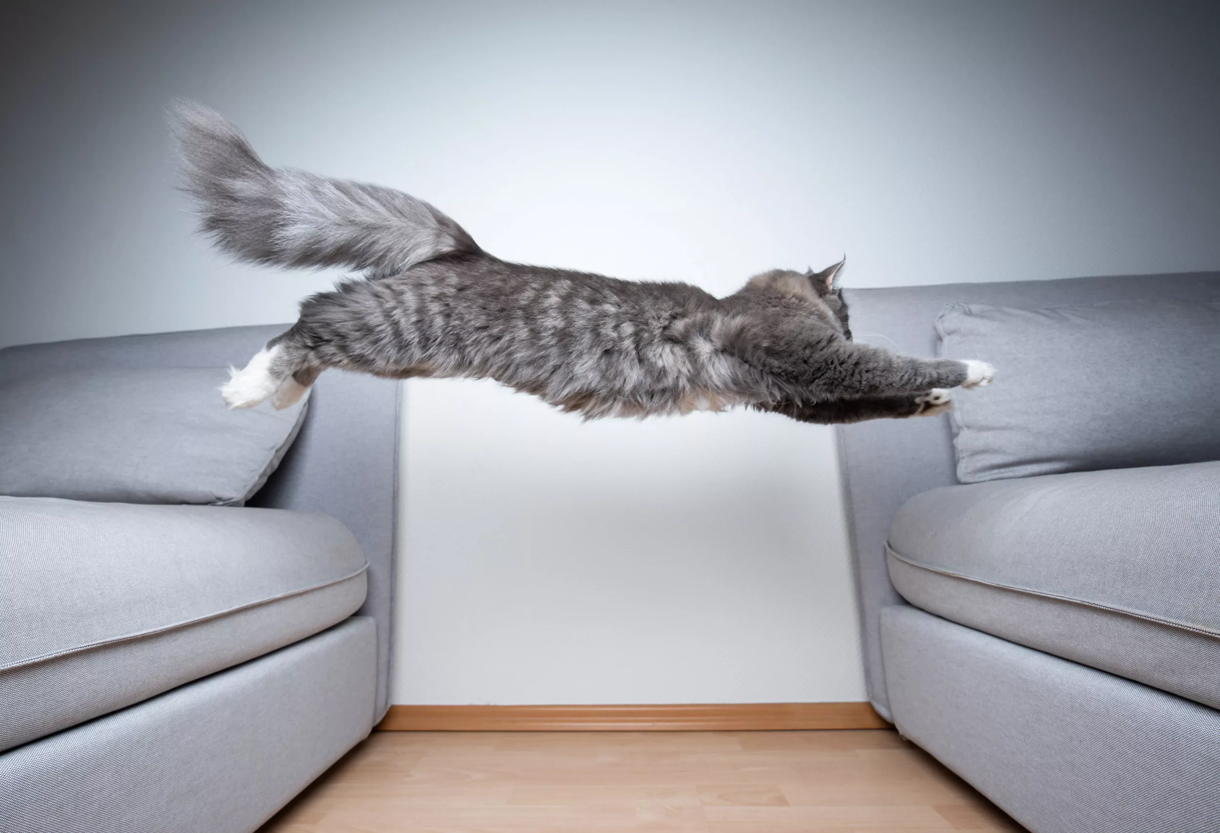 Cat Baffles Internet With His Eating Habits: 'Inclined Push Ups' - Vimarsana News
