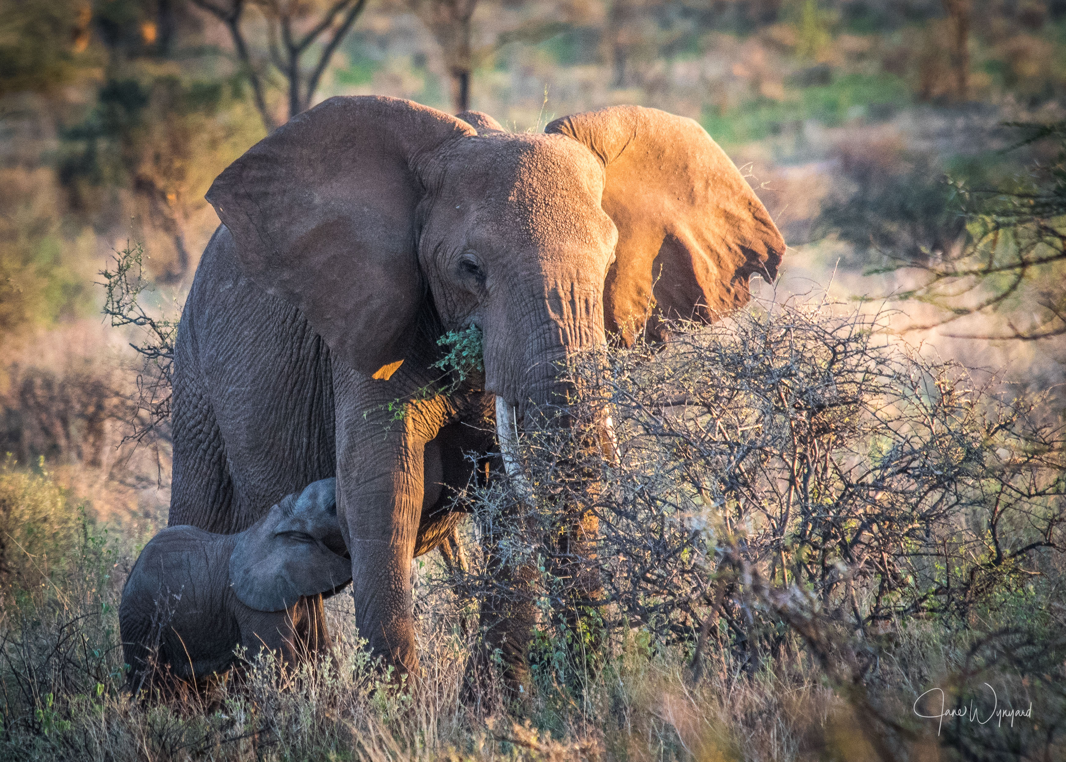 Elephant That Survived Being Shot Five Times by Poachers Dies From Drought