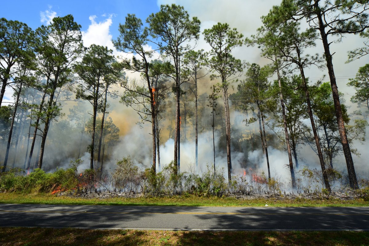 smoking pine forest in north florida