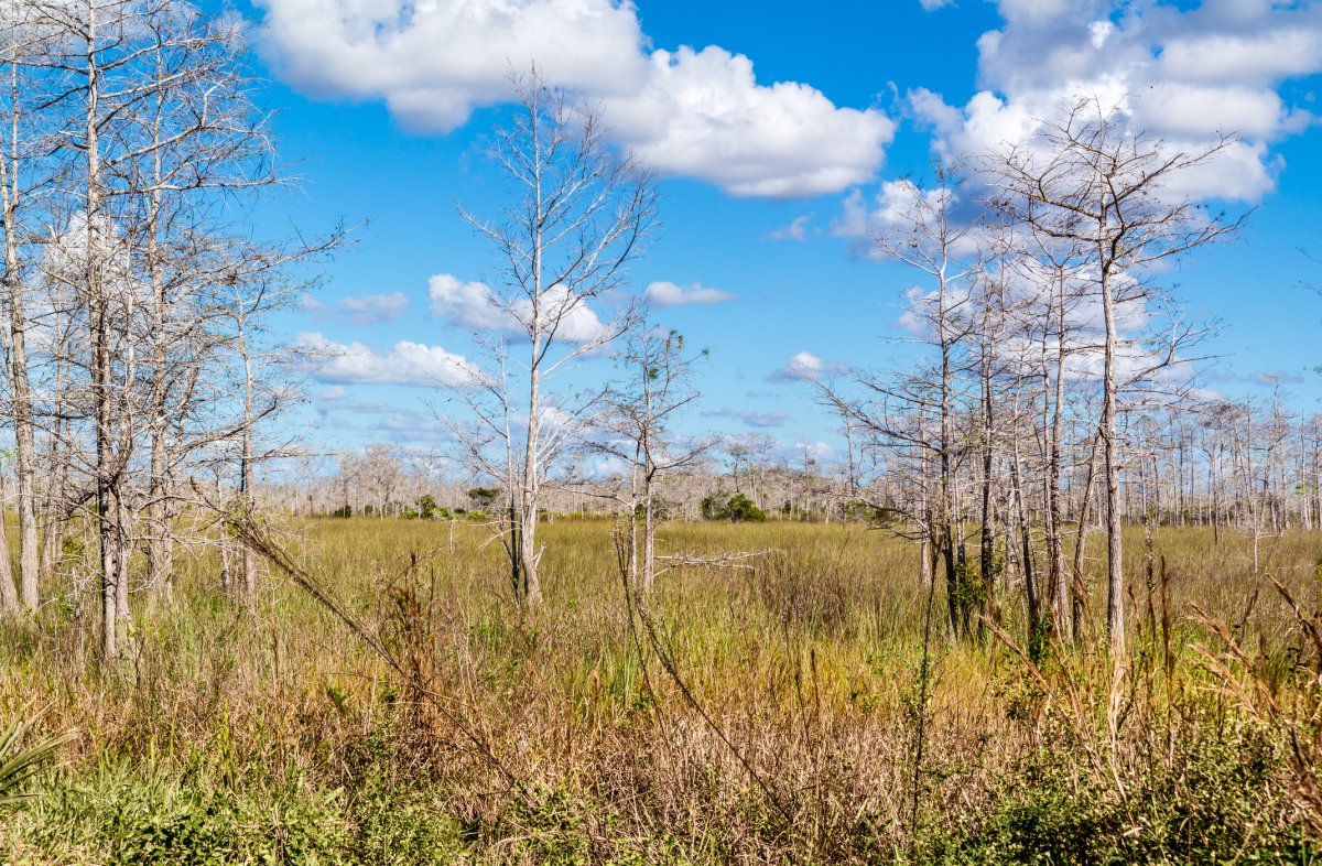 drought in florida's everglades