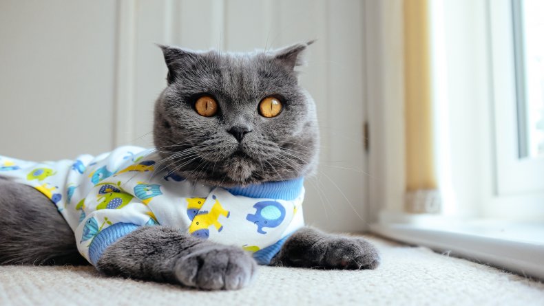 A british shorthair cat in pajamas