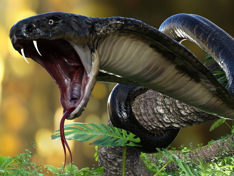 Stock photo of a King Cobra 
