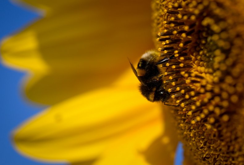 Pollination