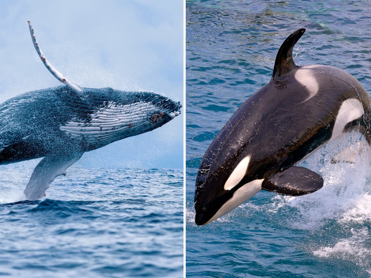 Stock Photo of an Orca and Whale