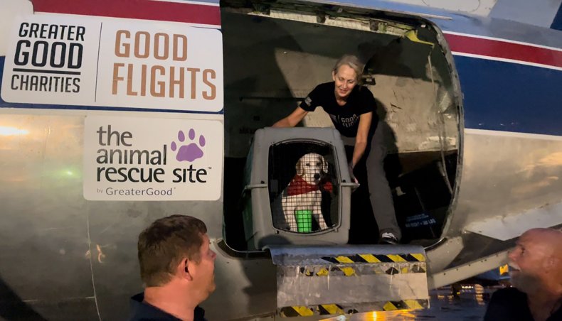 Animal's being Rescued