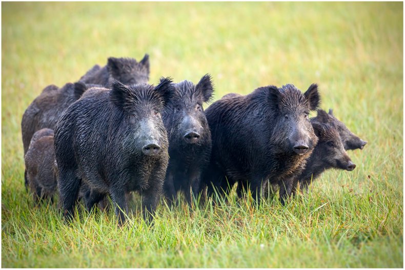 Stock image of a group of boars