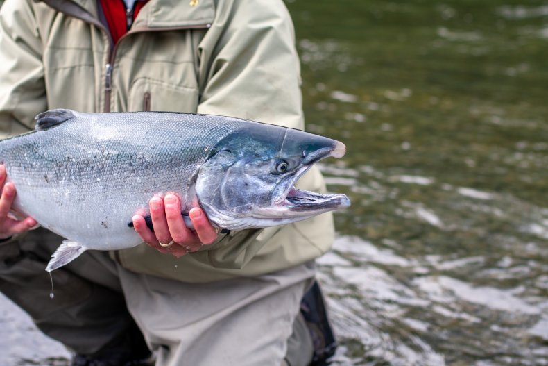 Man holding salmon fish by river