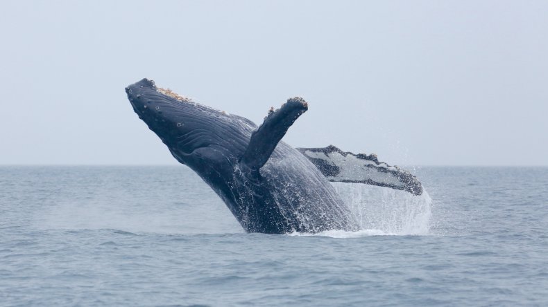 A humpback whale breaches the water