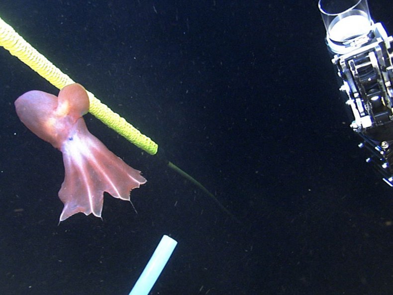 arctic dumbo octopus noaa
