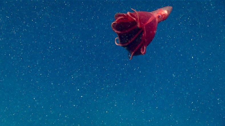 dumbo octopus Stauroteuthis syrtensis.