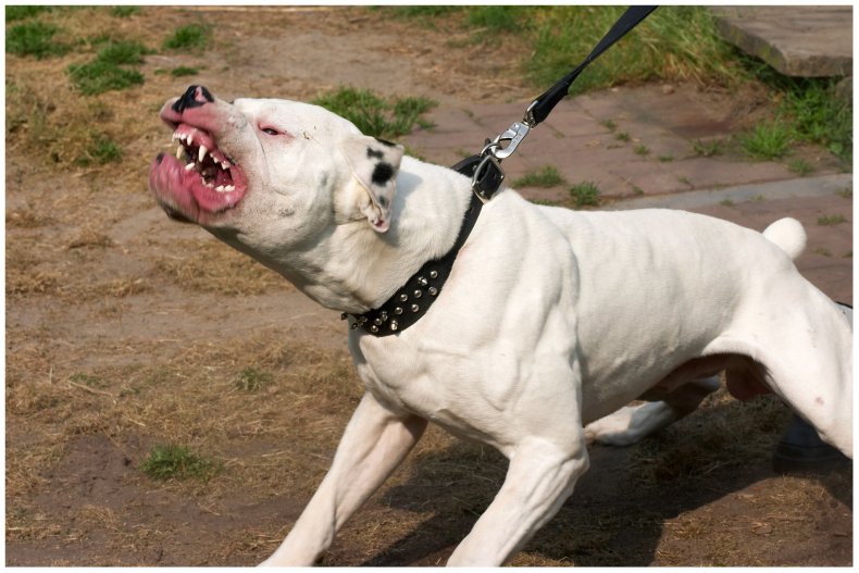 Stock image of an American bulldog 