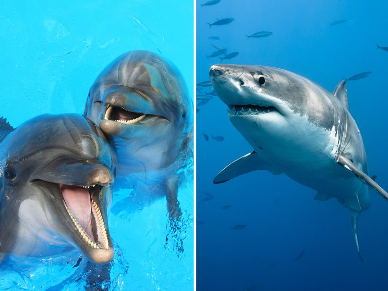 Stock photo Dolphins and a Shark