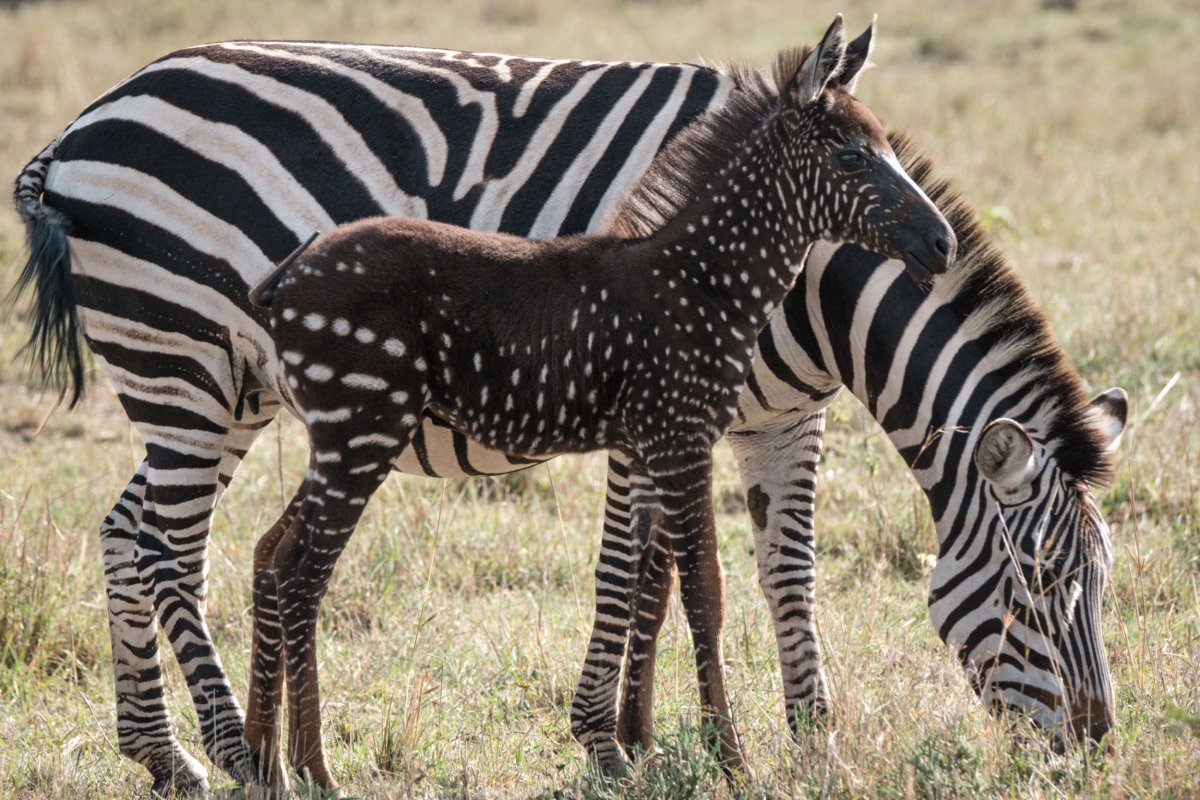 Striped zebra with rare spotted foal