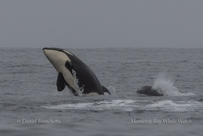 Orca and humpback whale