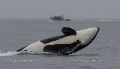 Orca are pictured hunting Orca are pictured hunting